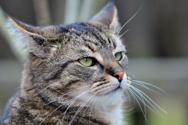 Gato colgado del bigote de dolor