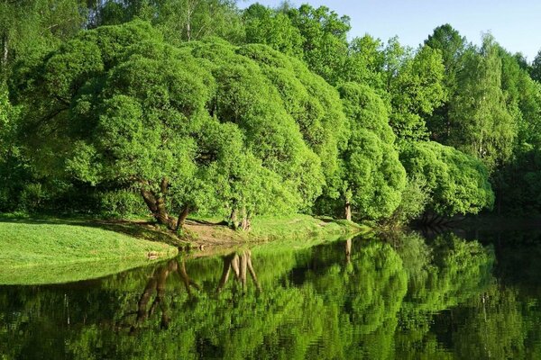 El bosque verde se refleja en el lago