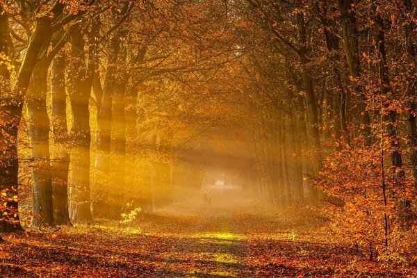 Día soleado en el bosque de otoño