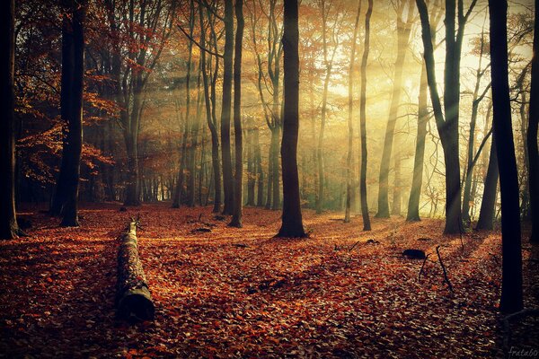 Los árboles del bosque de otoño son hermosos por sus colores