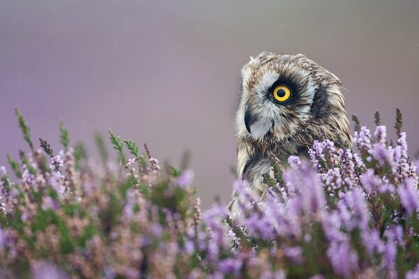 Un búho en flores moradas Mira en la distancia