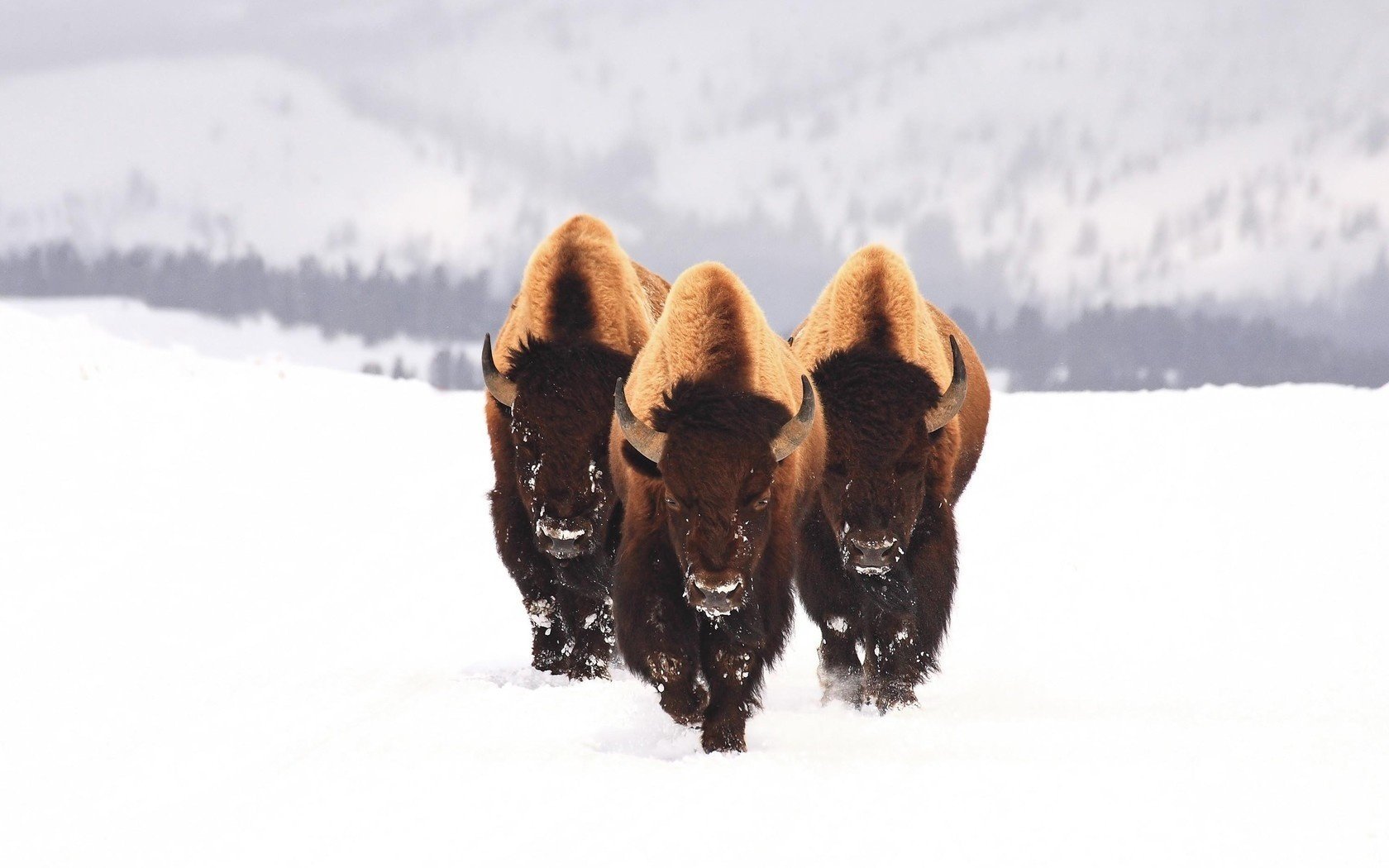 bisonte nieve animales tres invierno
