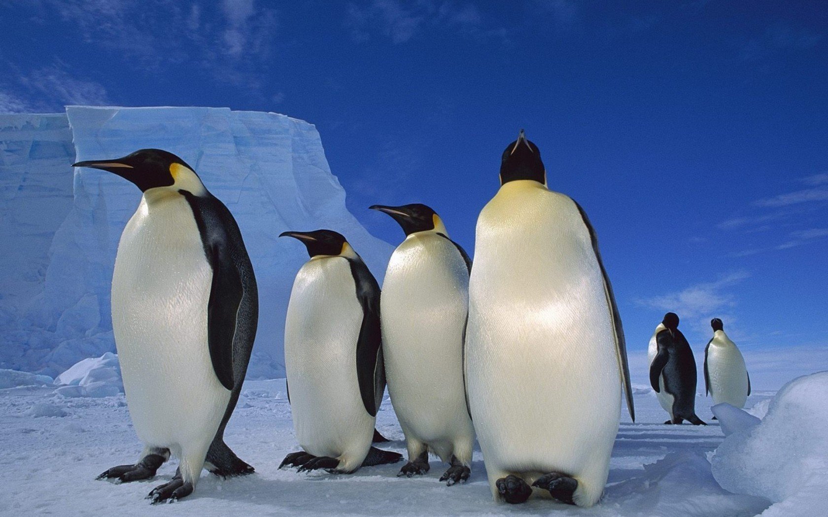 nieve pingüinos hielo