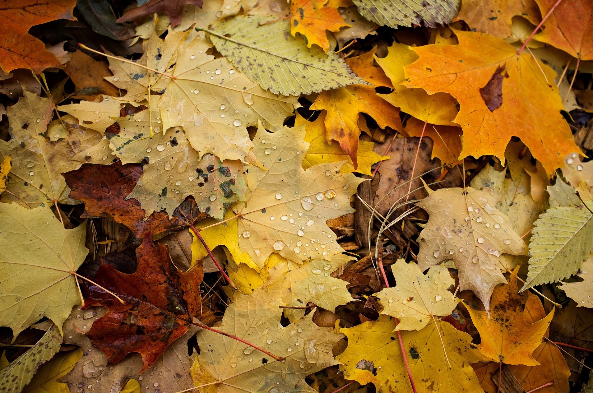macro otoño follaje cae