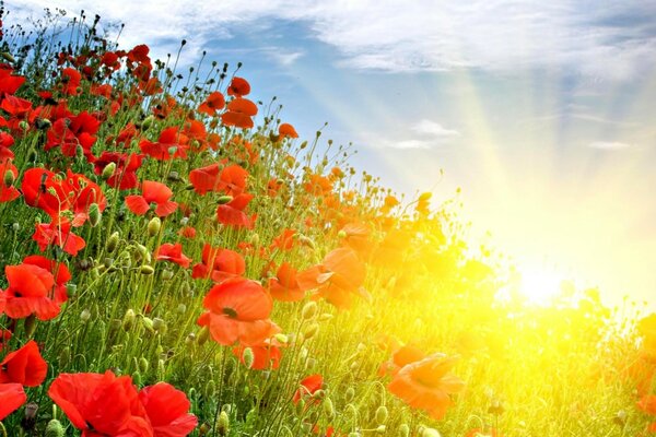 Rayos de sol de verano que iluminan las amapolas