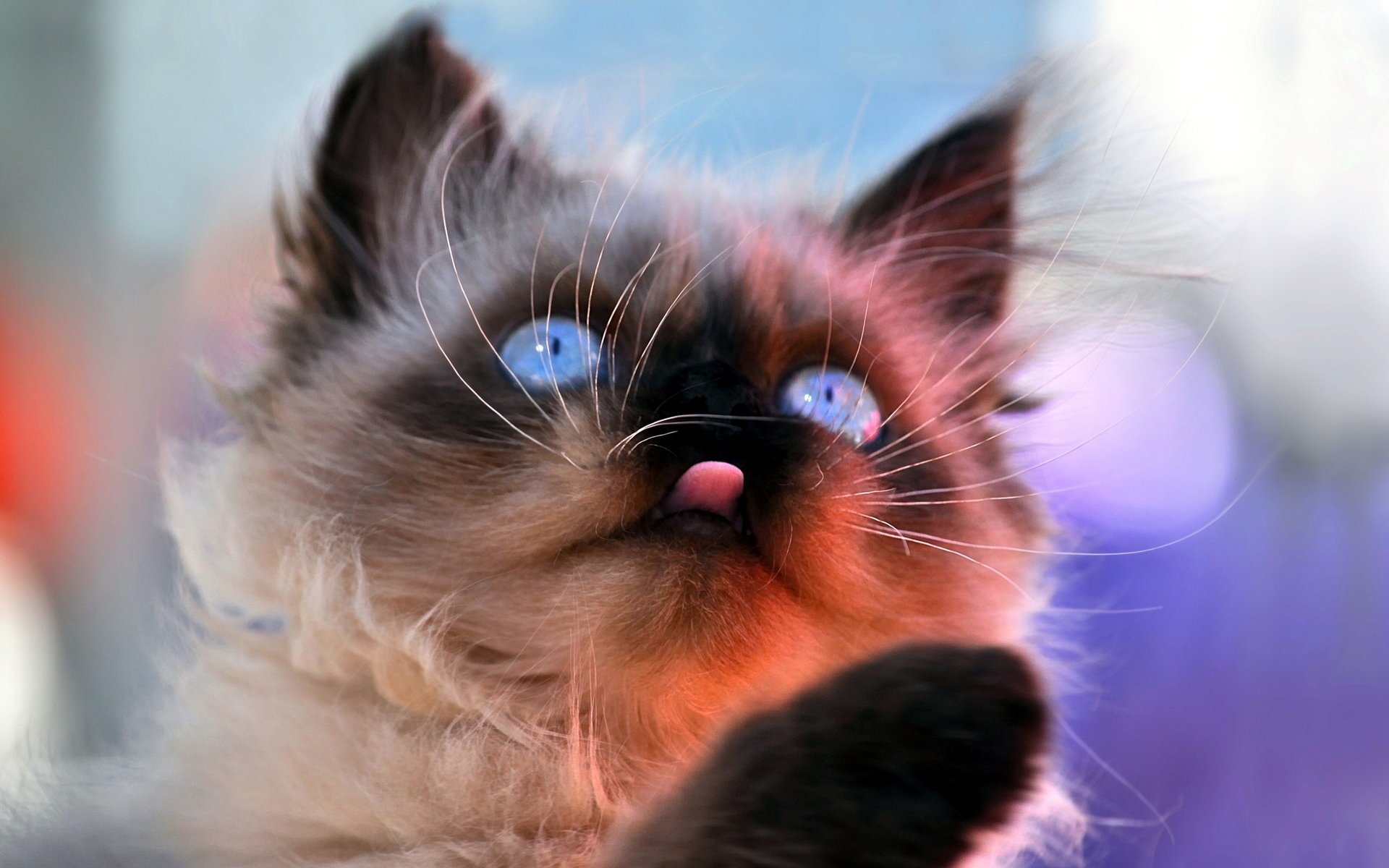 gato hocico fondo