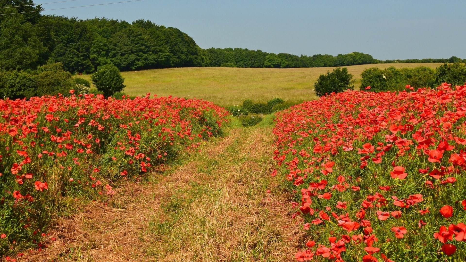 pista newton inglaterra árboles flores amapolas campo prado