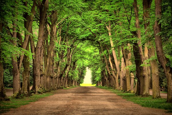 Camino entre altos árboles verdes