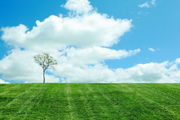 Un árbol solitario en un campo de trova brillante