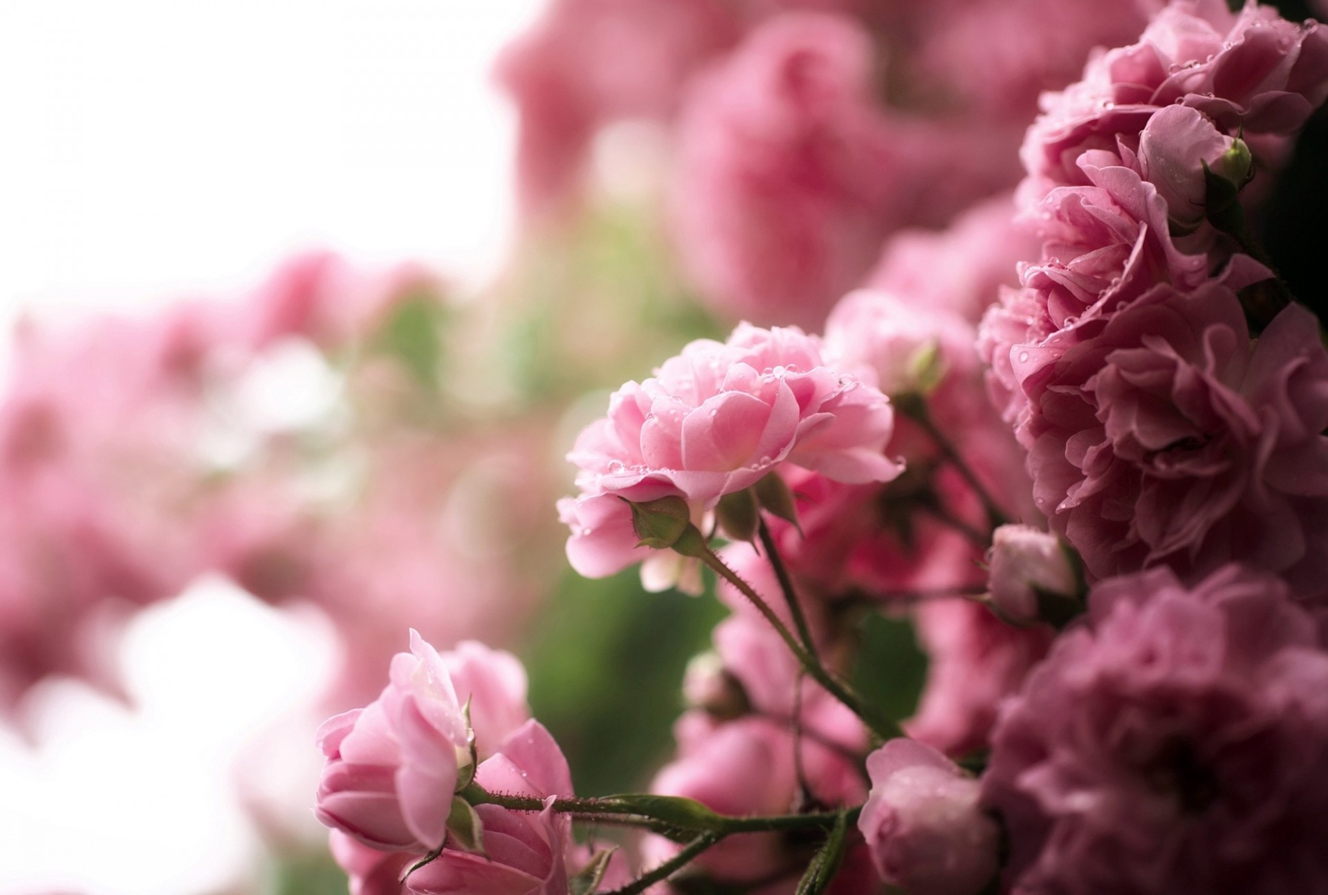 arbusto rosa cae naturaleza flores rosa té