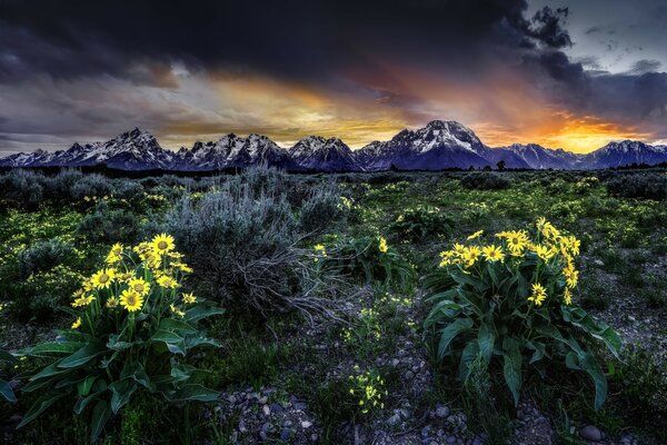 Puesta de sol sombría y flores amarillas