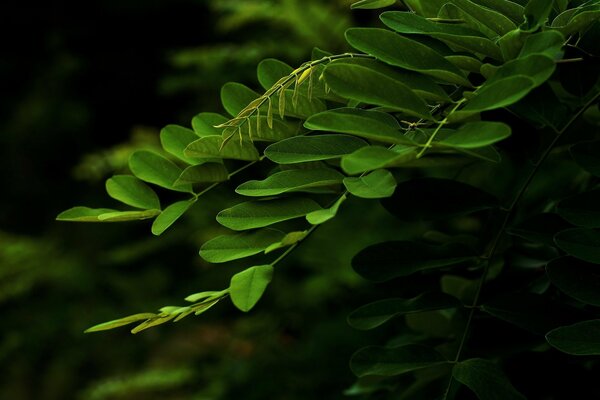 Rama de Acacia con hojas verdes