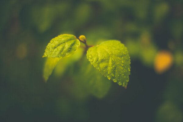Micro fotos de hojas verdes