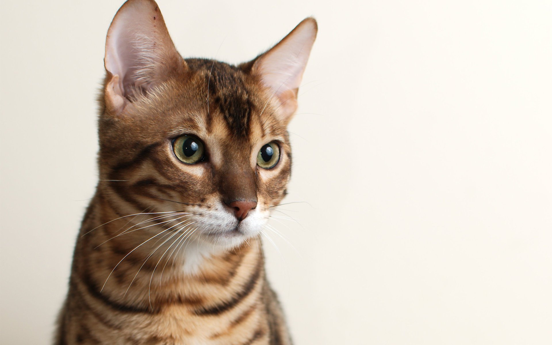 gato fondo gato hocico bengalí bengalí