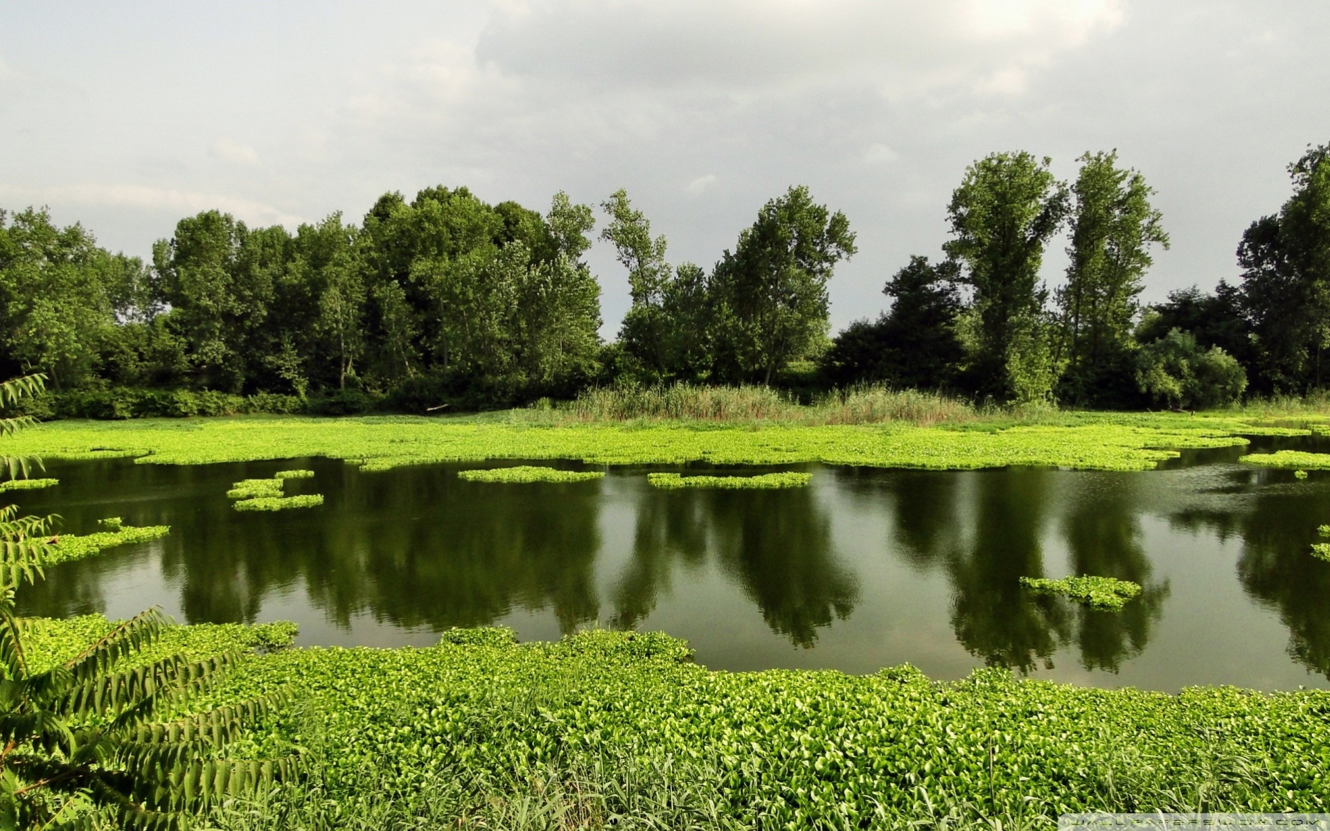 lago paisaje verano naturaleza