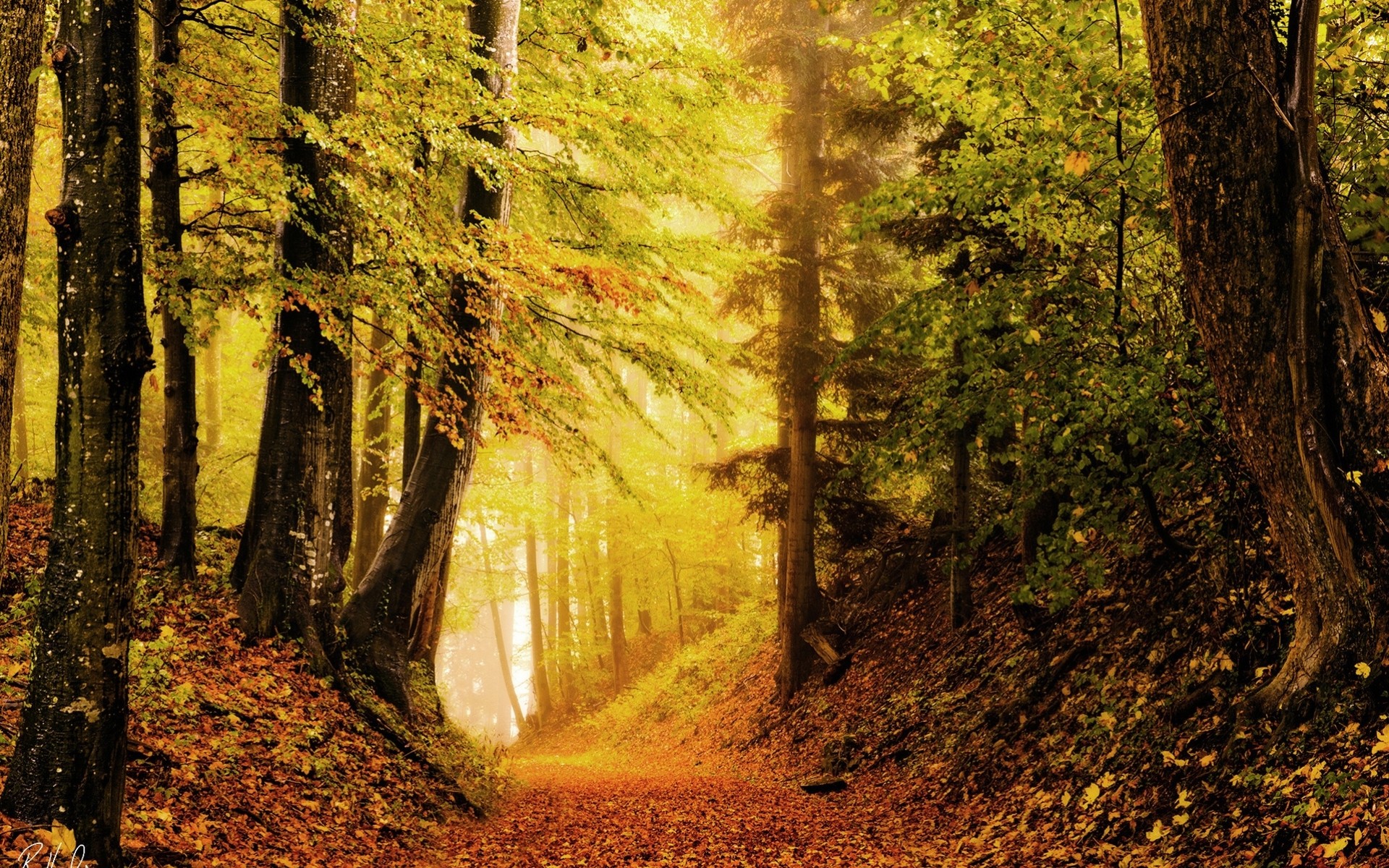 otoño follaje bosque brillo naturaleza