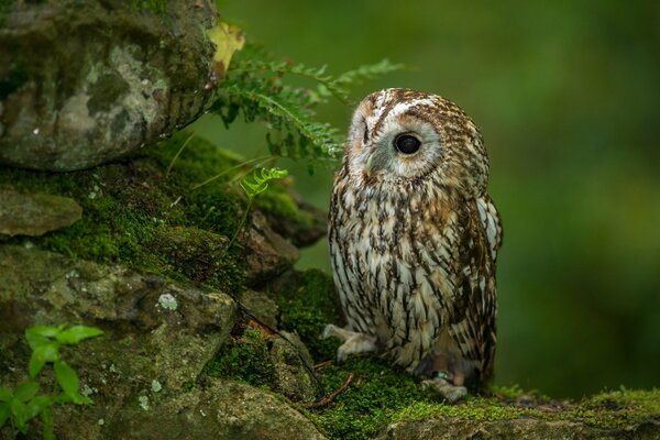 Belleza en el bosque. Búho en la naturaleza