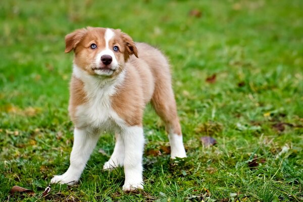 Pequeño cachorro de pie en la hierba verde