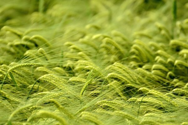 Campo con espiguillas verdes de trigo