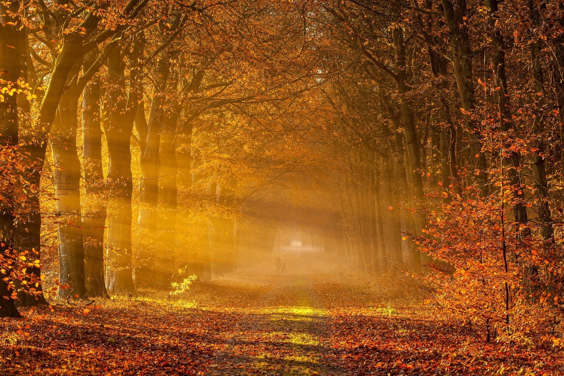 otoño niebla carretera paisaje