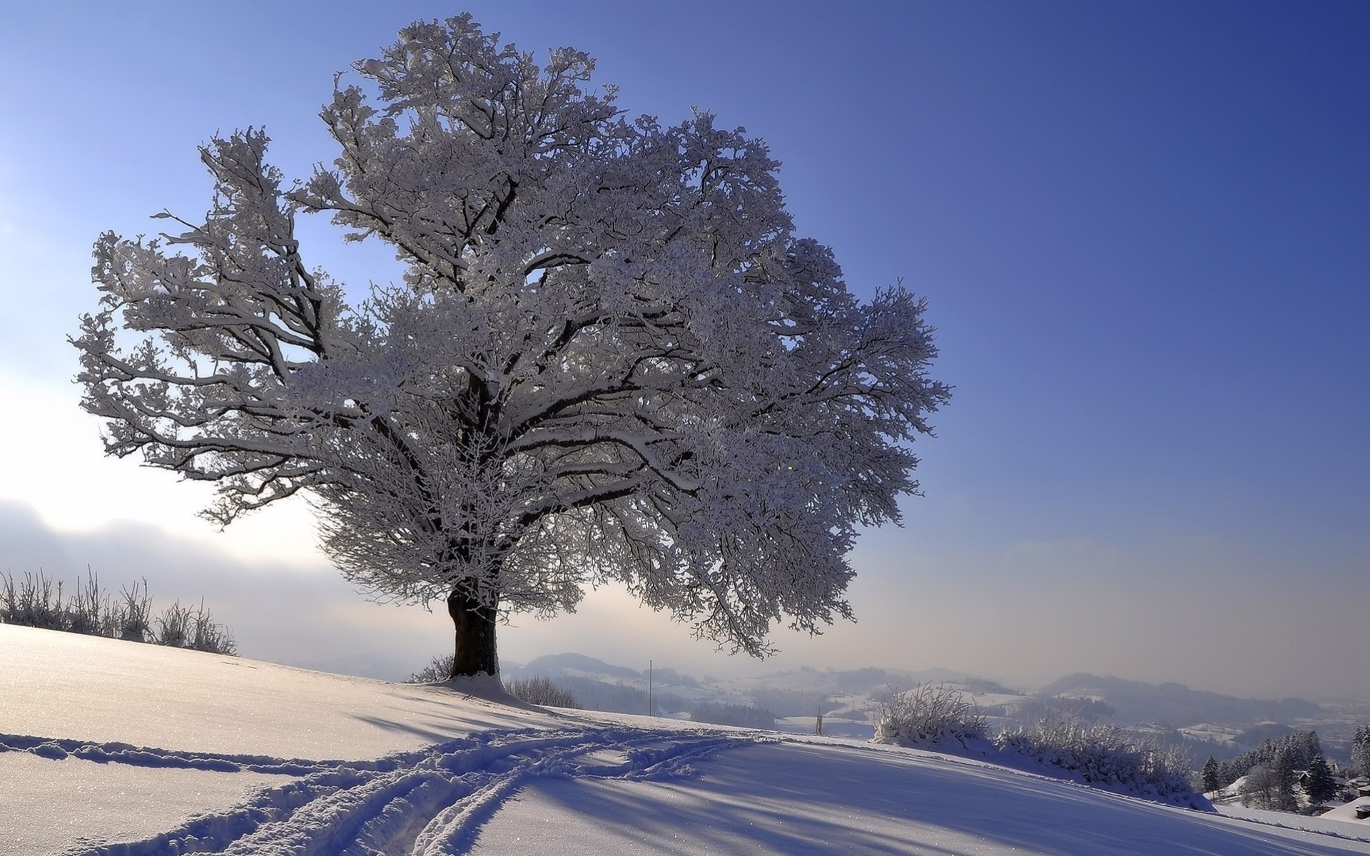 paisaje árboles escarcha nieve invierno horizonte