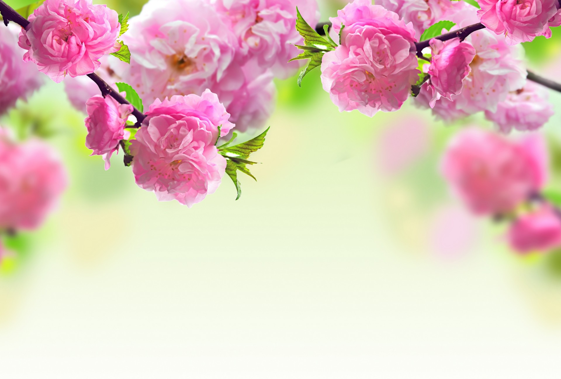 flores en primavera