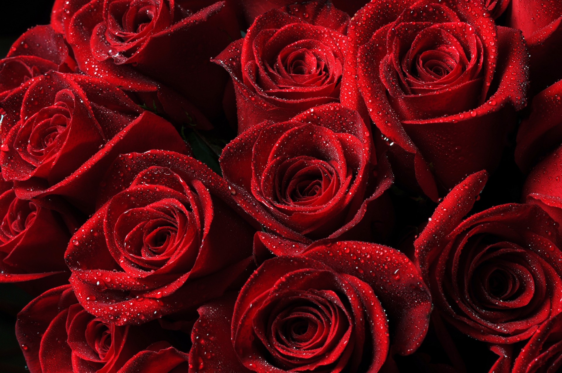 gotas rosas flores rojo perlas capullos pétalos