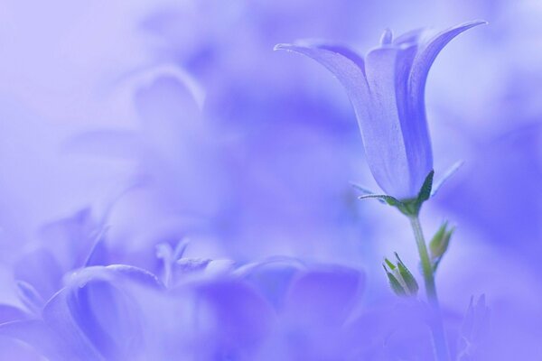 La belleza está en colores azules