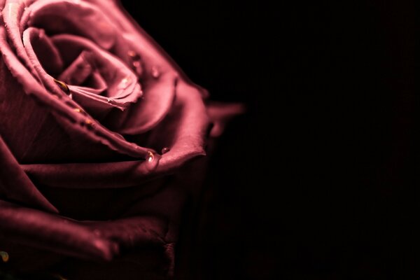 Sobre un fondo negro rosa flor de reinas