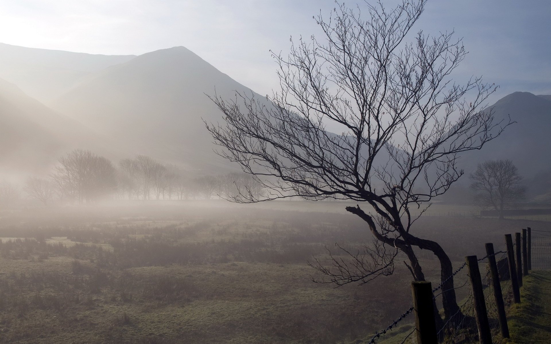 campo árbol naturaleza niebla cerca mañana paisaje