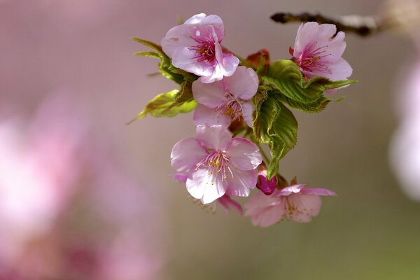 Floración de flores en una rama disparo cercano