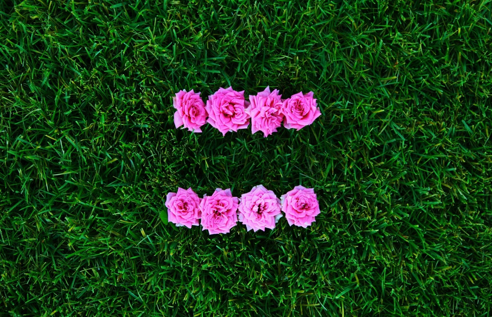 rosa flor