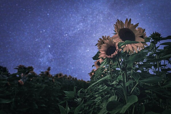 Cielo nocturno y girasol