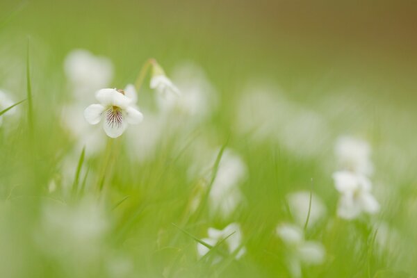 Flores blancas borrosas entre la hierba verde
