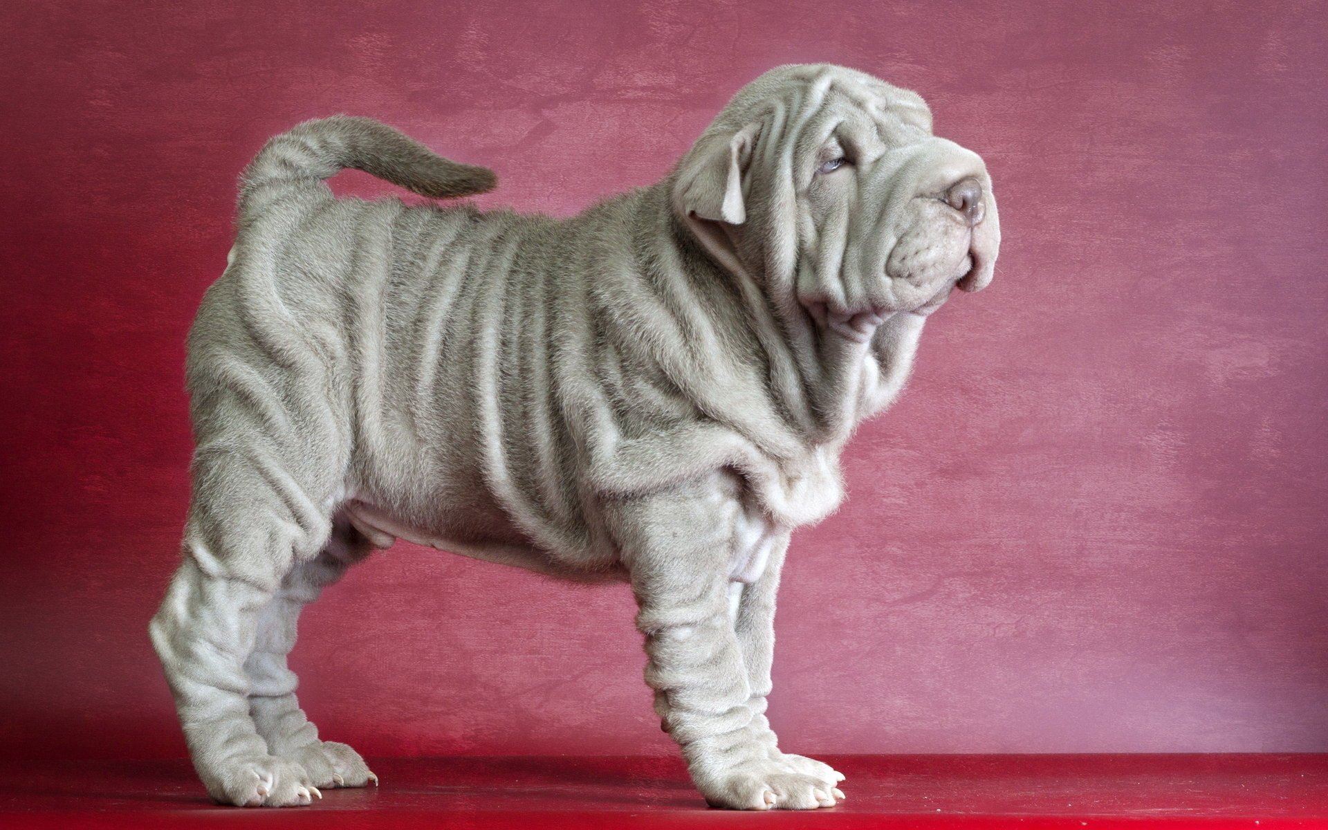 sharpei amigo perro