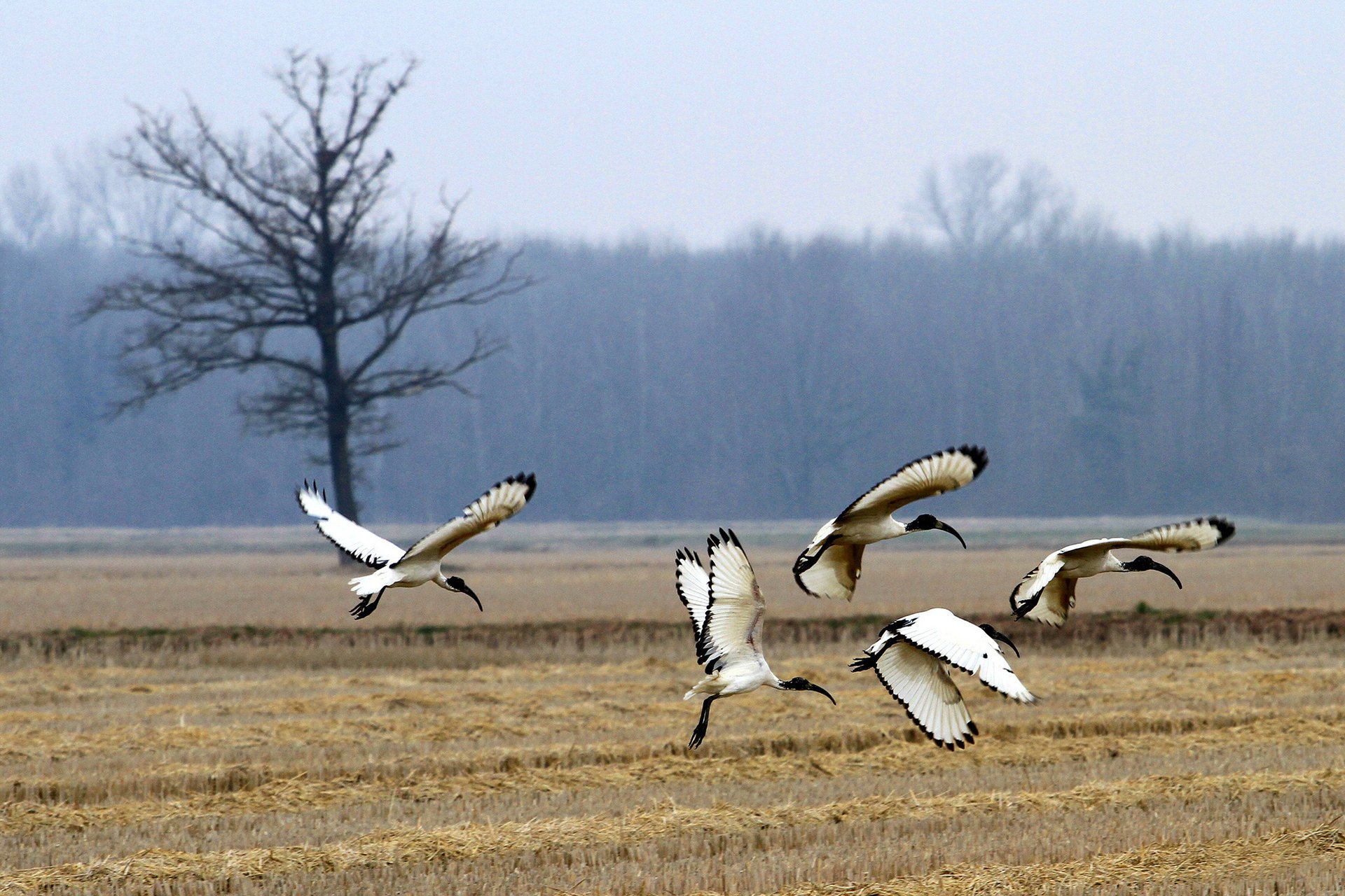 bosque ibis sagrado campo aves árbol