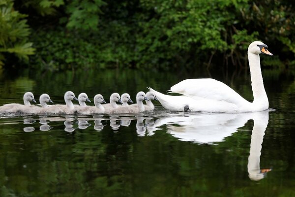 Cisne blanco nadando en el agua con sus polluelos en el fondo de los árboles verdes
