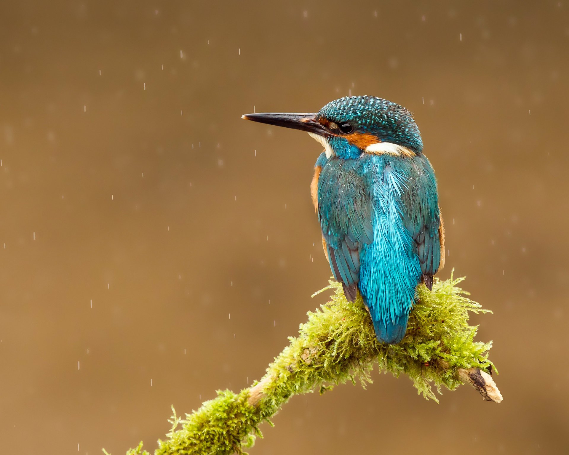 ave alcedo atthis kingfisher gotas martín pescador común