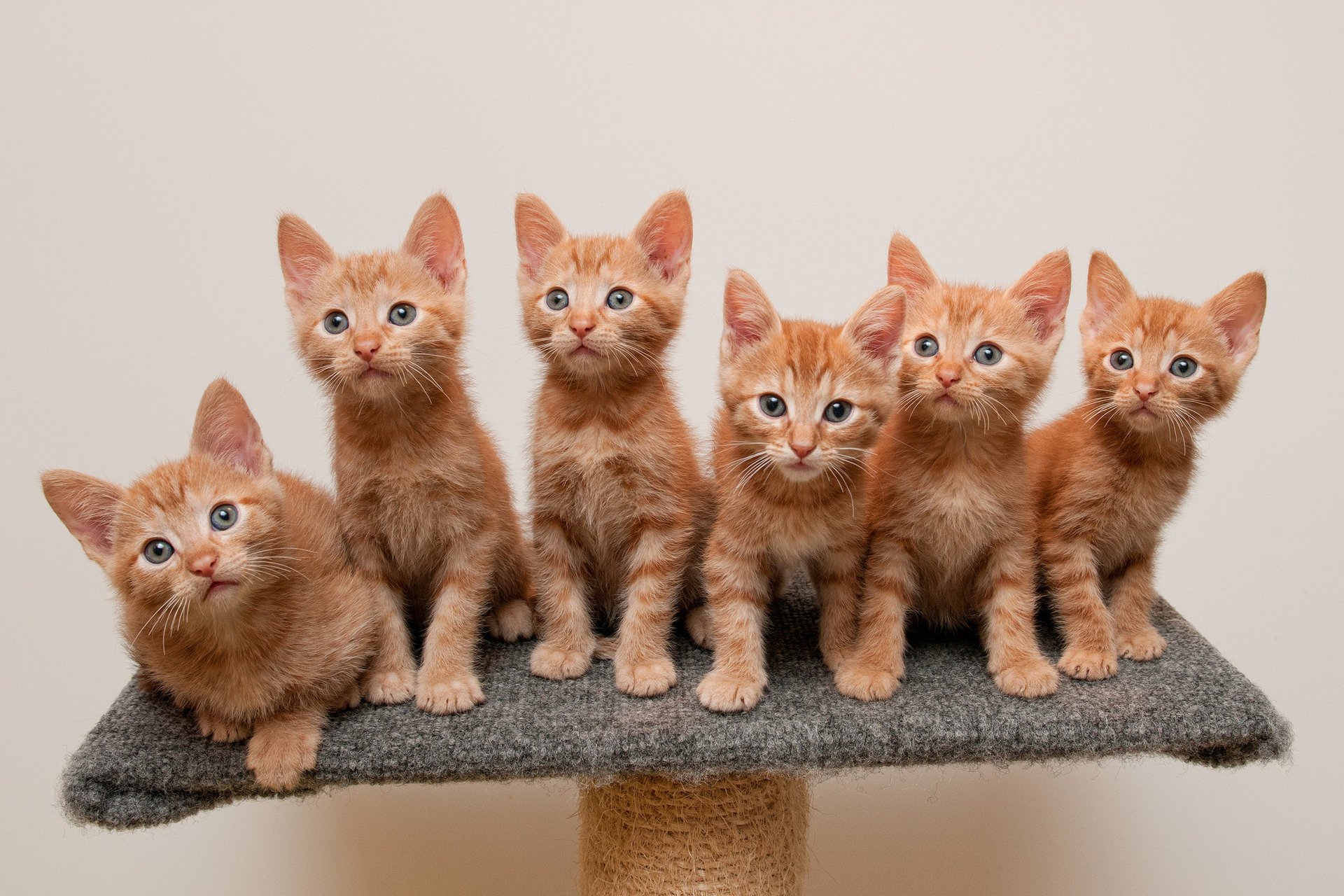 gatitos pelirrojas soporte
