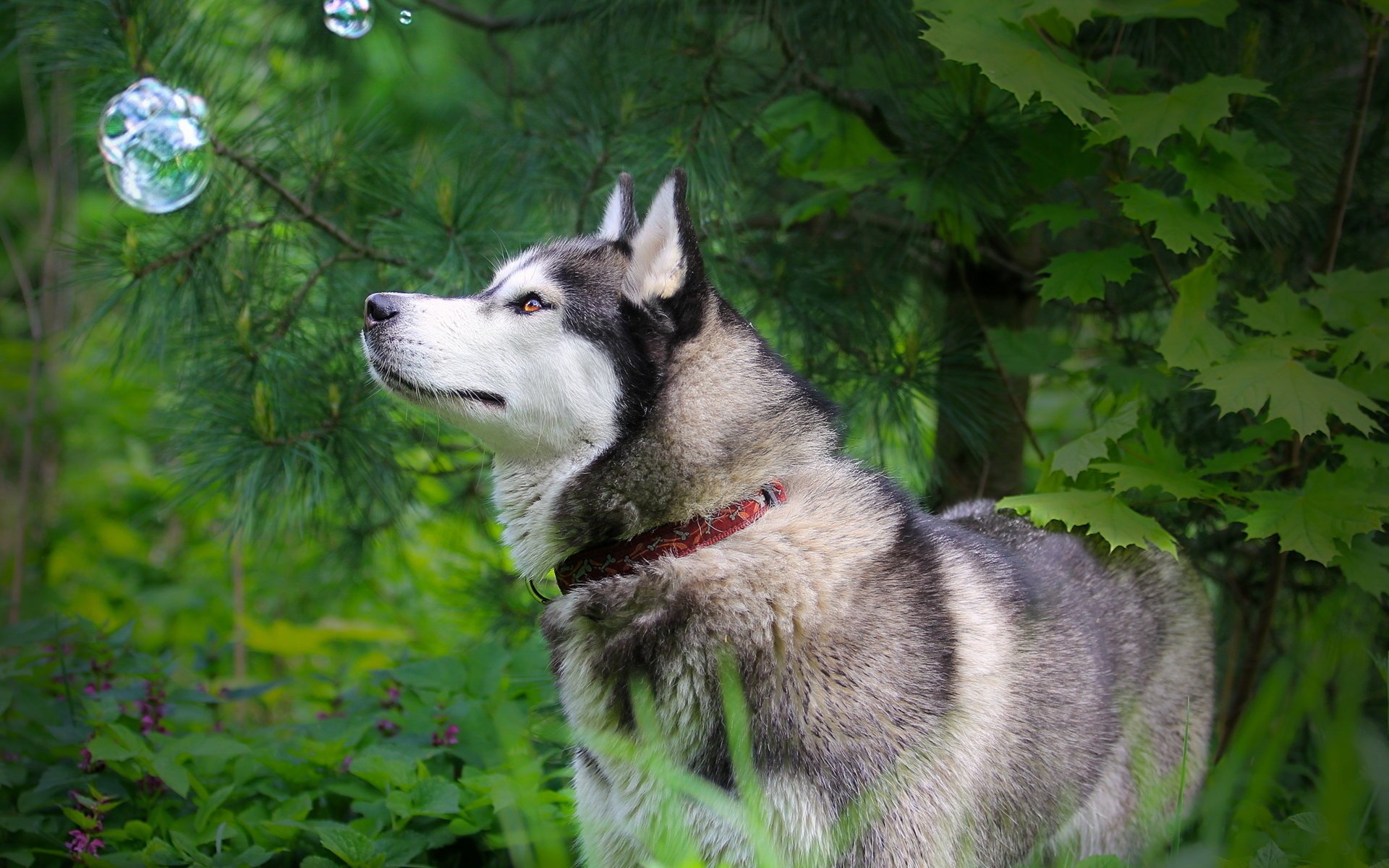 perro husky naturaleza burbuja mirada