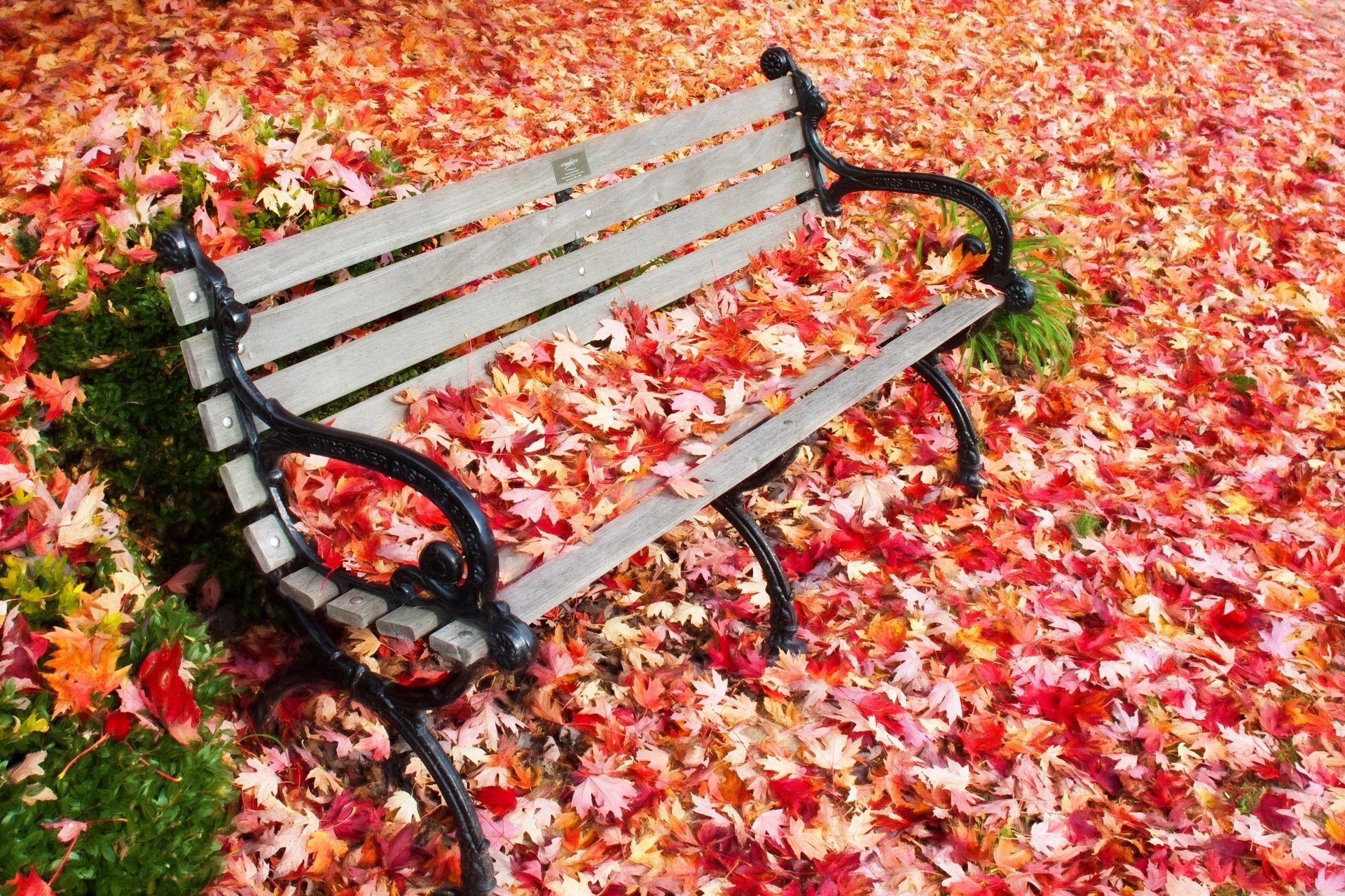 fotógrafo hermoso naturaleza otoño hojas tienda plaza parque