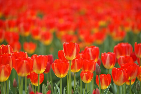 Campo de tulipanes de primavera