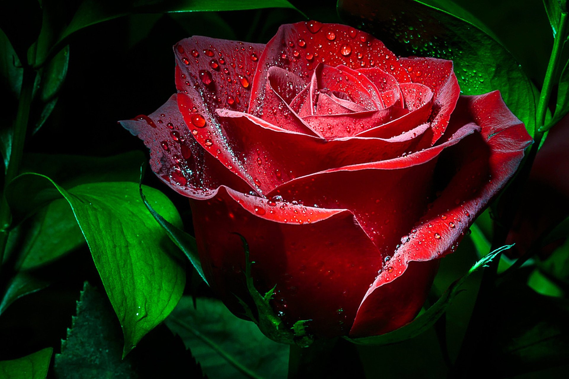rosa macro gotas fondo oscuro