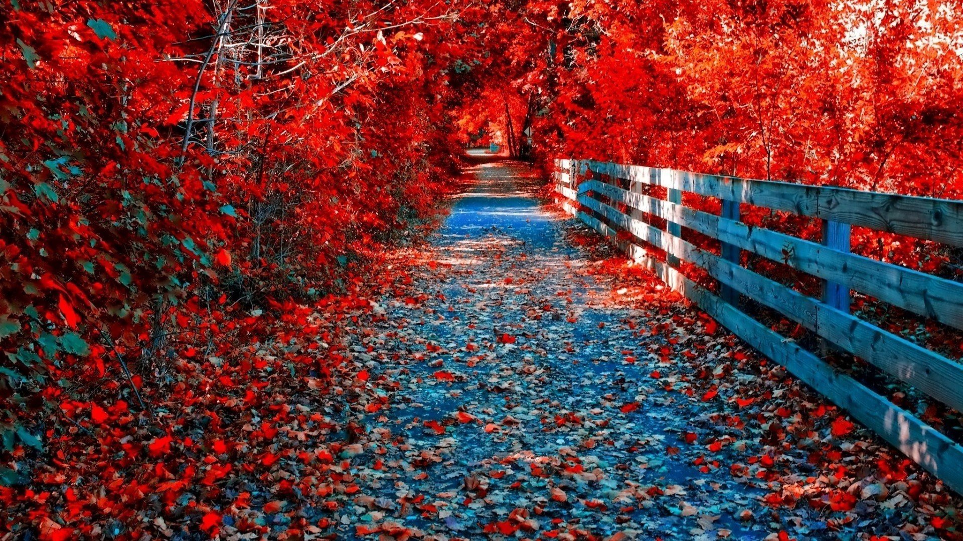 otoño dorado carretera cerca árboles