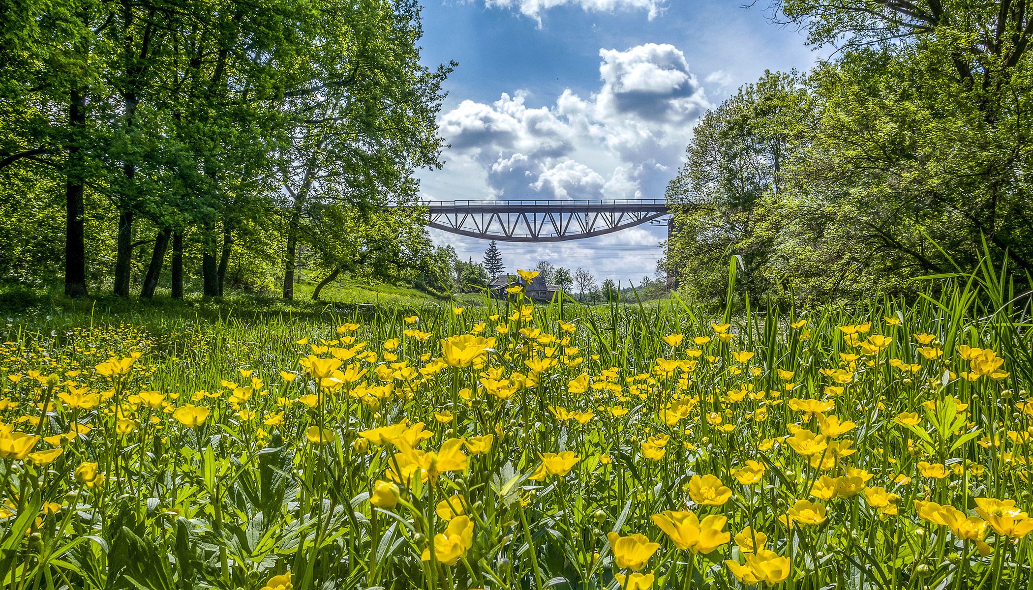 ucrania flores ranúnculos naturaleza puente árboles cielo nubes