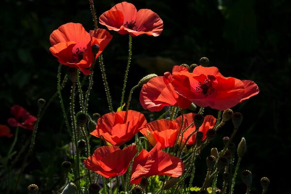 Amapolas rojas sobre fondo negro
