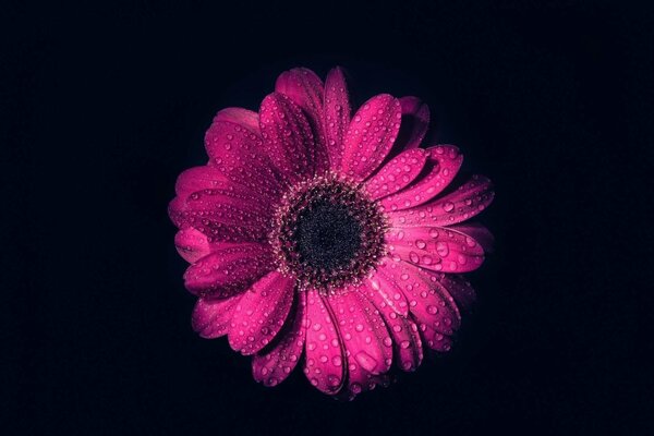 Rocío sobre una flor rosa sobre un fondo negro