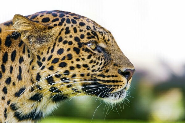 Perfil del hocico depredador de un leopardo con una mirada a lo lejos