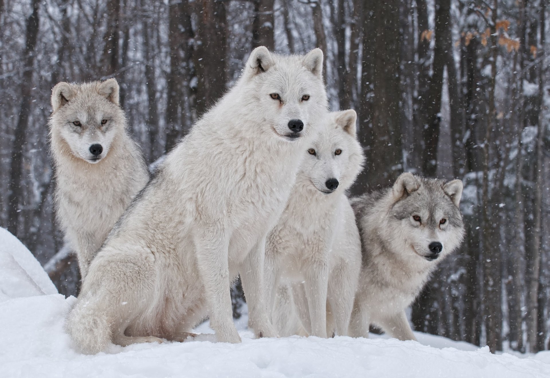 invierno nieve lobos naturaleza familia depredador