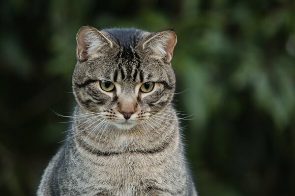 Gato rayado gris, cansado de mirar